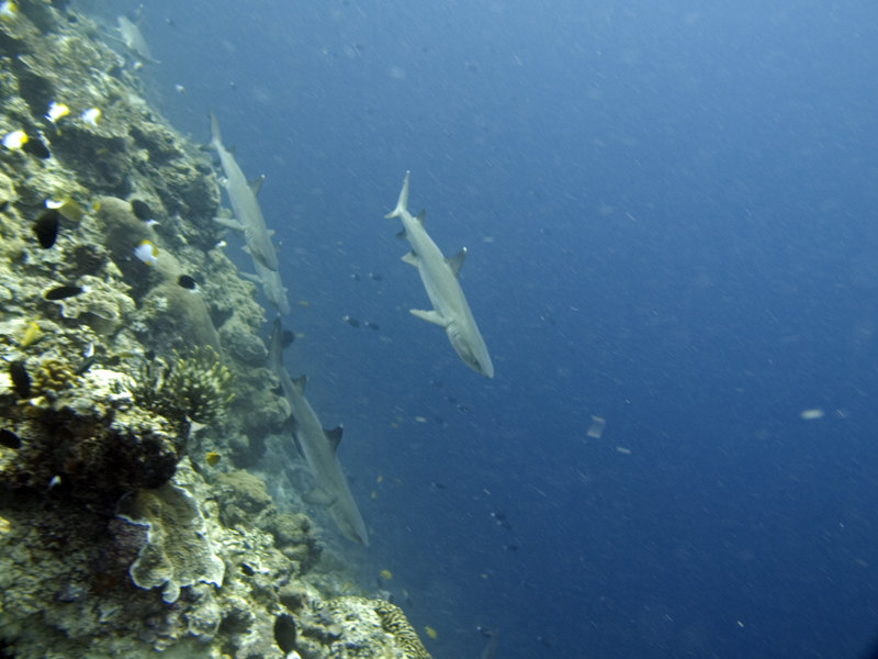 Sipadan, Whitetip Reef Shark